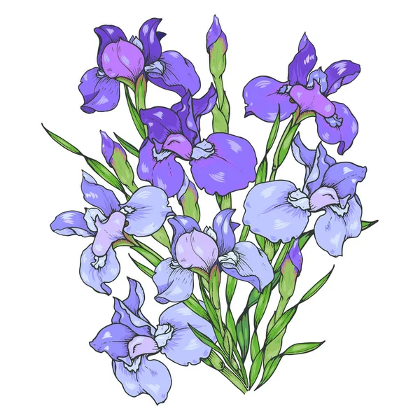 Iris flowers, composition of purple and blue irises, vector illustration