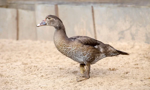 Zelfgemaakte eend vrouw, buiten, rustieke thema's schieten. — Stockfoto