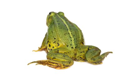 Rana esculenta. Yeşil, Avrupa ya da su, beyaz arka plan üzerinde kurbağa.
