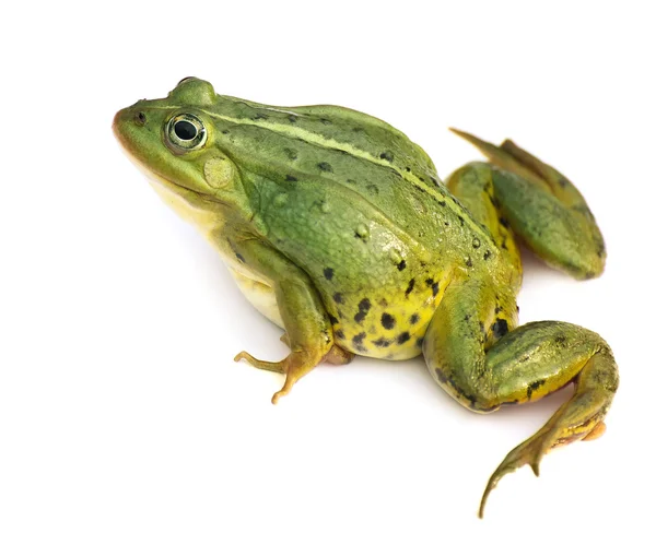 Rana esculenta. grün, europäisch oder Wasser, Frosch auf weißem Hintergrund. — Stockfoto
