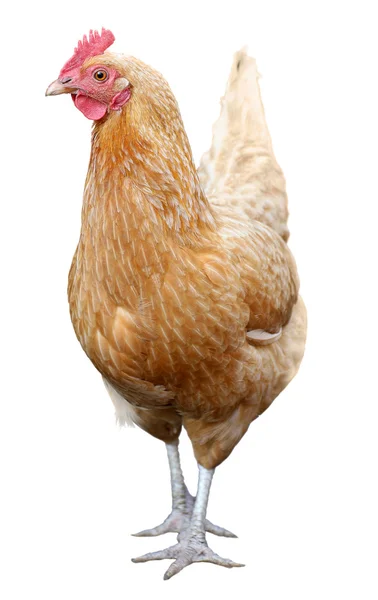 Gallina bruna isolata su sfondo bianco . — Foto Stock