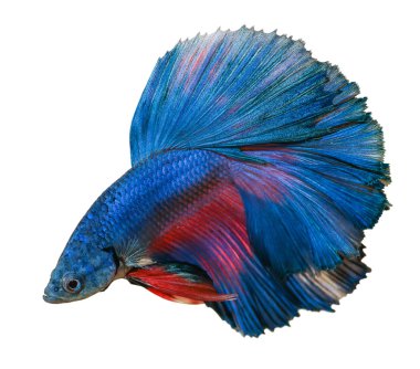 Beyaz arka plan üzerinde izole mavi daha iyi balık.