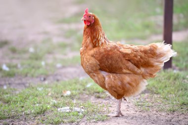 Çiftlikte tavuk ve horoz, açık havada ateş etmek. Kırsal tema.