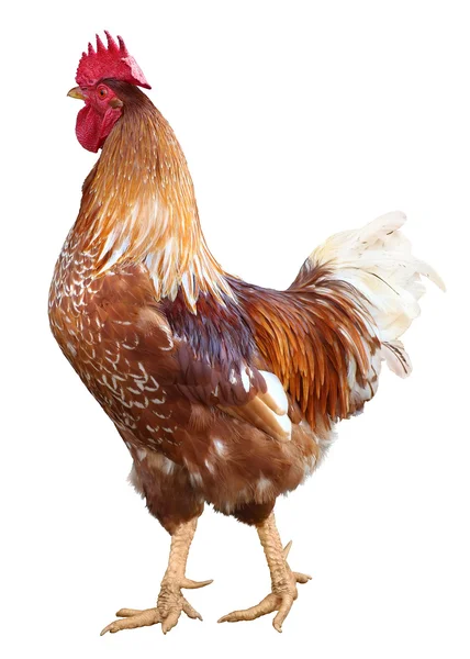 Gallo colorato isolato su sfondo bianco. Simbolo 2017 — Foto Stock