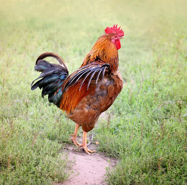 Gyönyörű kakas színes csirke farm, forgatás a szabadban. Házi baromfi. Rusztikus megjelenés. — Stock Fotó