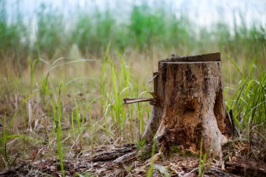 Ormanda stump. Eski ağaç yosun kaplı. çam