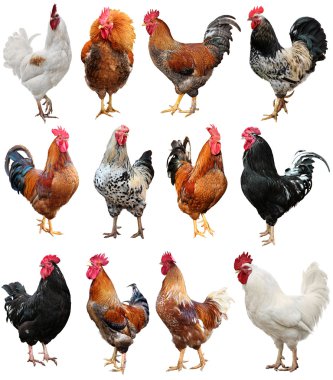 Tavuk renkli beyaz bir arka plan üzerinde izole horoz. Doğu takvime göre sembol 2017.