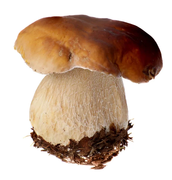 Family of white porcini. Wild Foraged Mushroom selection isolated on background, with shadow. Boletus Edulis mushrooms over — Stock Photo, Image