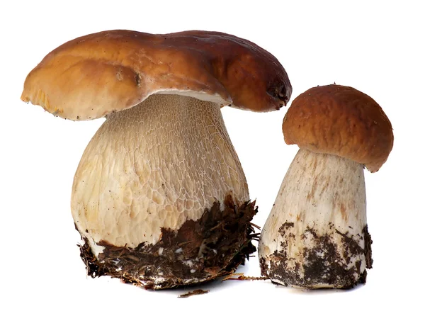 Family of white porcini. Wild Foraged Mushroom selection isolated on background, with shadow. Boletus Edulis mushrooms over — Stock Photo, Image