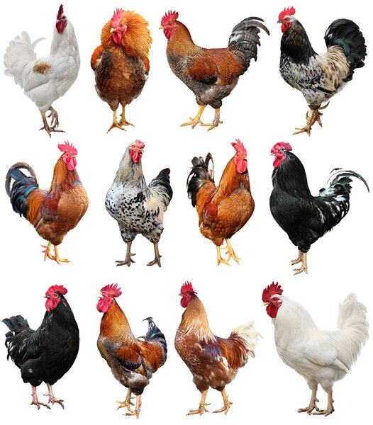 Chicken Colorful Rooster isolated on a white background. Symbol 2017, according to the Eastern calendar.