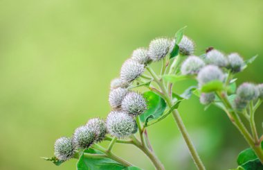 Arctium fındık. Büyük dulavratotu. Yenilebilir .