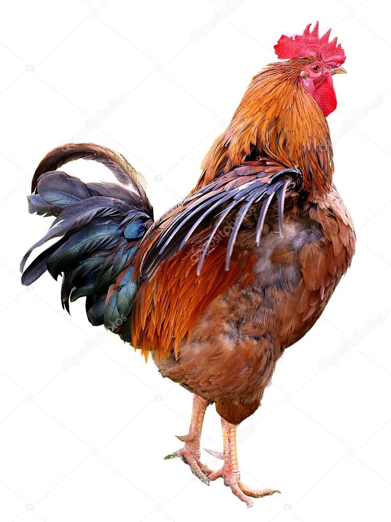 Chicken Colorful Rooster isolated on a white background. Symbol 2017, according to the Eastern calendar.