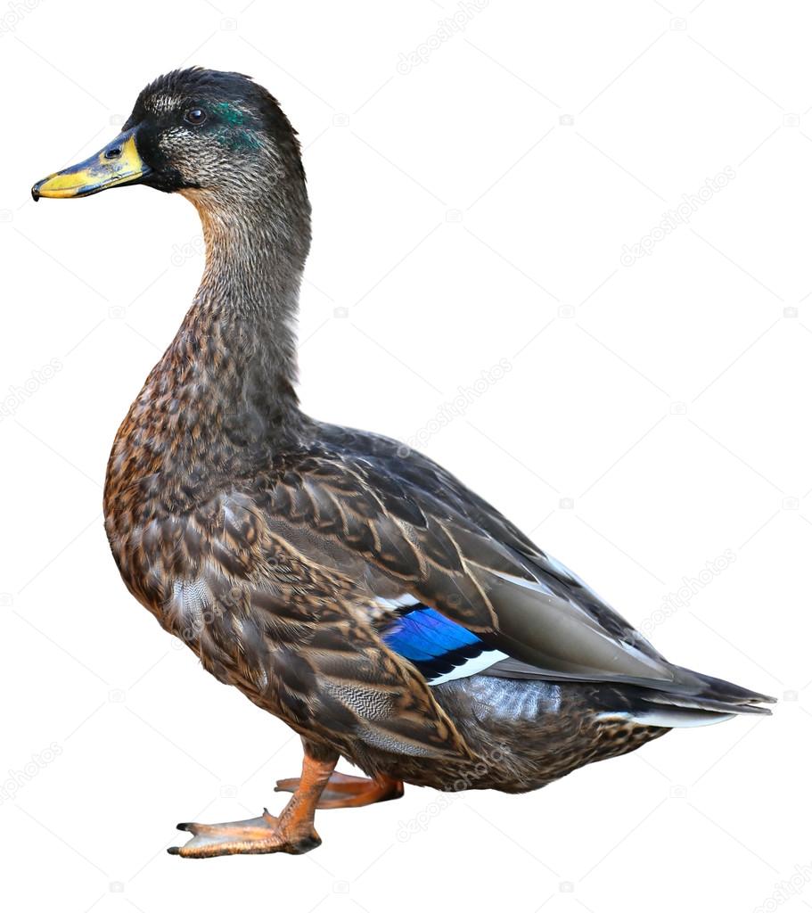 Female Mallard with clipping path, standing in front of isolated on white background