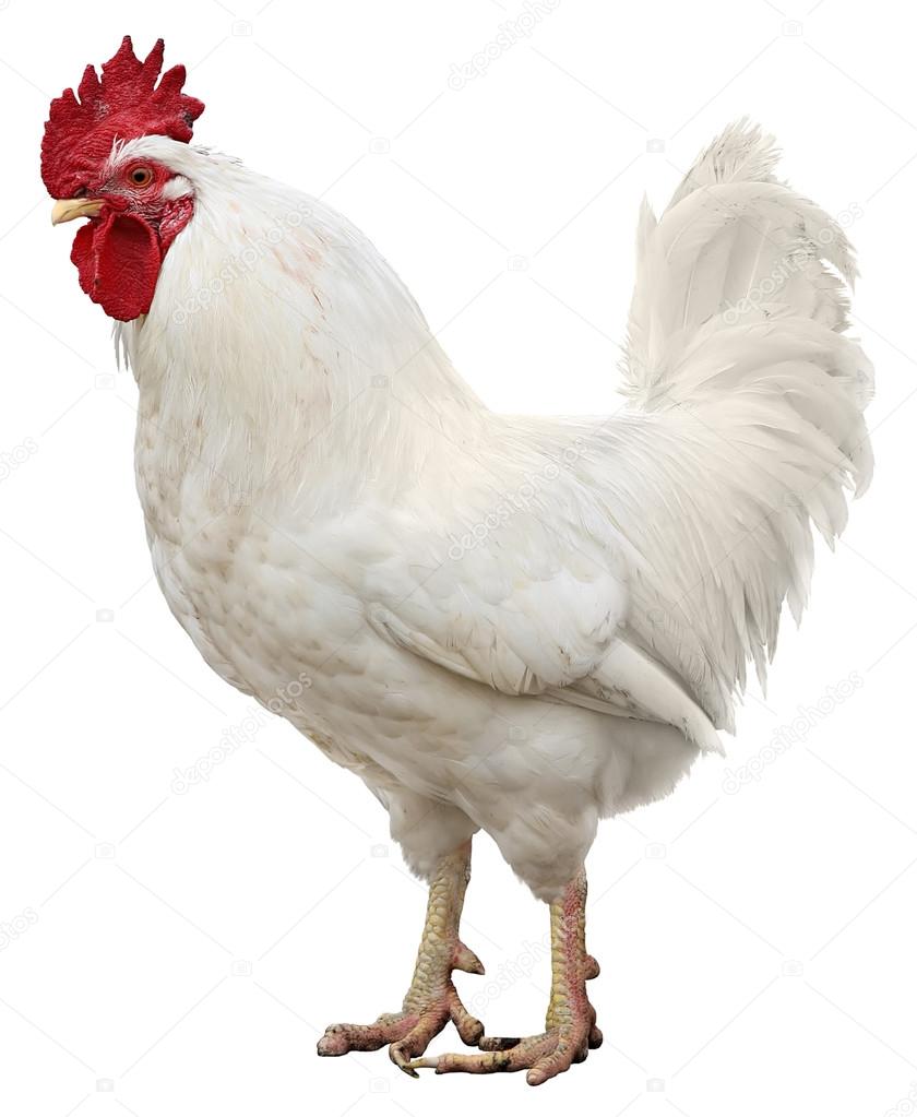 Chicken isolated on a white background Stock Photo by ©NatalyaA 128743020