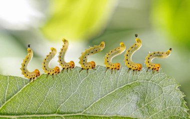 bitki - tarım zararlıları tırtıllar yemek