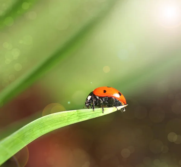 Primopiano di coccinella su una foglia — Foto Stock