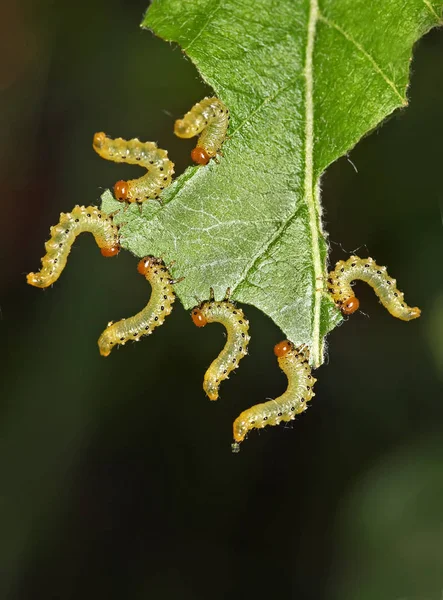 Caterpillars eat plants - agricultural pests — Stock Photo, Image