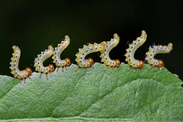 毛虫植物 - 農業の害虫を食べる — ストック写真