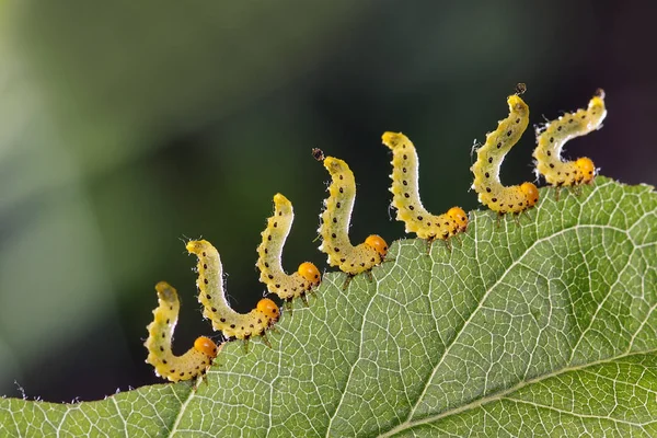 Les chenilles mangent des plantes - ravageurs agricoles — Photo