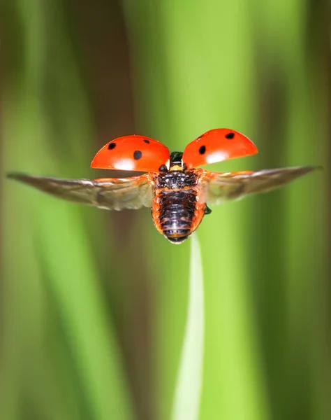 신선한 녹색 잔디에서 비행 하는 빨간 작은 무당벌레 — 스톡 사진