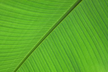 yaprak yeşil bitki yakın çekim.