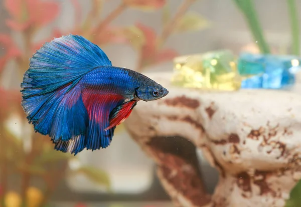 Blue betta fish Aquarian swims in aquarium water — Stock Photo, Image