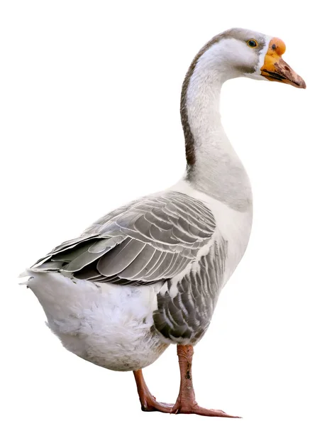 Binnenlandse gans, Anser domesticus, geïsoleerd op witte achtergrond — Stockfoto