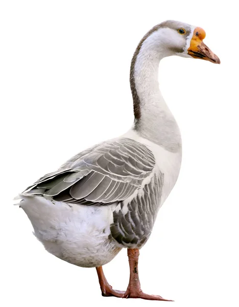 Domestic goose, Anser domesticus, isolated on white background — Stock Photo, Image