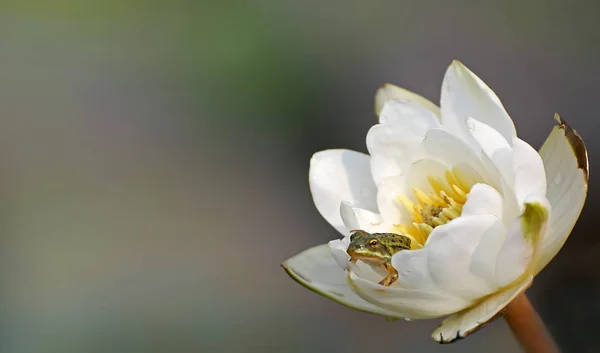 花の白いスイレン睡蓮に座っている小さな緑のカエル. — ストック写真