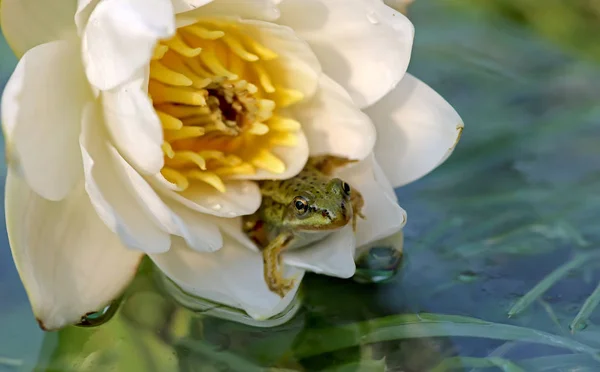 Sapo pequeno verde sentado em uma flor lírios água branca Lily . — Fotografia de Stock