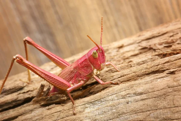 Red grasshopper. insect comes out of cracks in wood — Stock Photo, Image