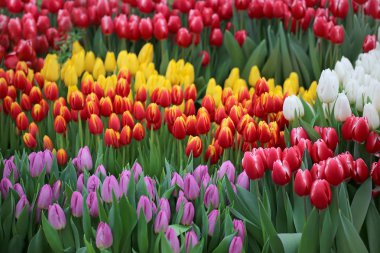 Lale. Güzel Lale buketi.