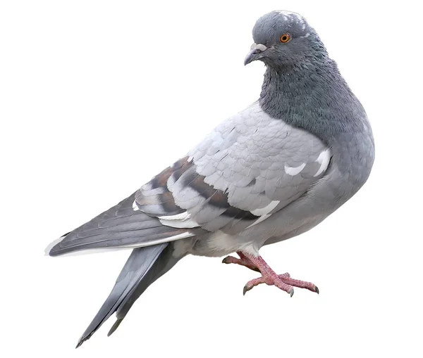 Grey dove isolated on a white background. Feral Pigeon — Stock Photo, Image