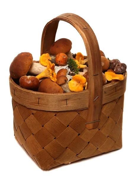 Basket of wild mushrooms isolated on white background. — Stock Photo, Image