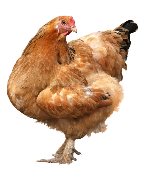 Gallina bruna isolata su sfondo bianco . — Foto Stock