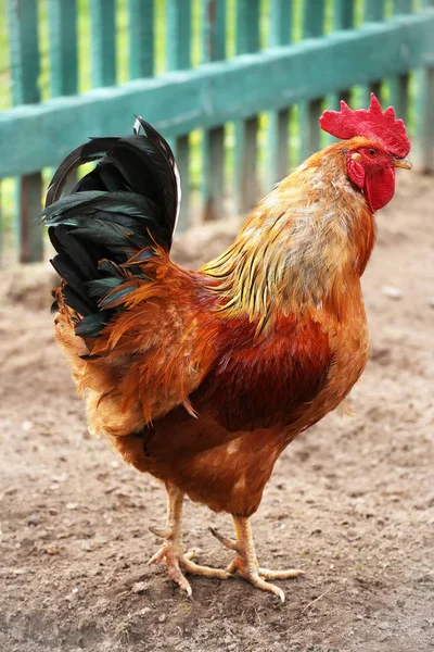 Gyönyörű kakas színes csirke farm, forgatás a szabadban. Házi baromfi. Rusztikus megjelenés. — Stock Fotó