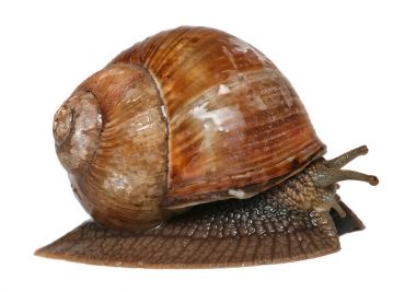 Bahçe salyangoz üzerinde beyaz izole. Helix pomatia ortak adları bordo salyangoz Roma salyangoz yenilebilir salyangoz veya beyaz arka plan üzerinde izole salyangoz