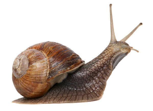 Garden snail isolated on white.