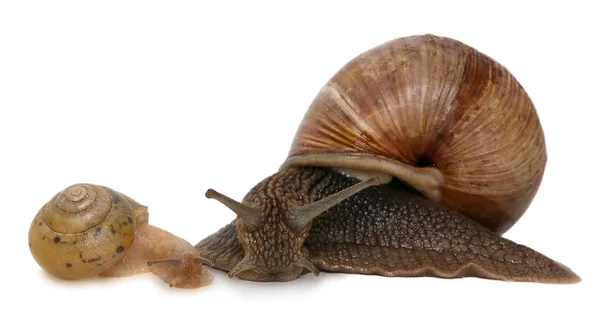 Caracol de jardim isolado em branco. Caracol e bebê família caracol . — Fotografia de Stock