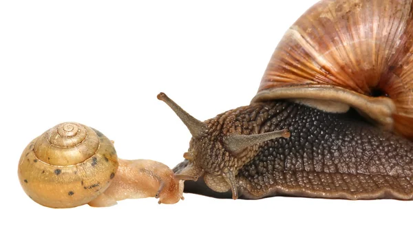 Garden snail isolated on white. Snail and baby snail family. — Stock Photo, Image