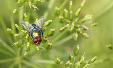 insect fly on green leaf. green flesh fly lucilia caesar clipart