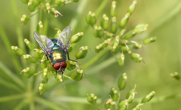 Insect fly on green leaf. green flesh fly lucilia caesar — Stock Photo, Image