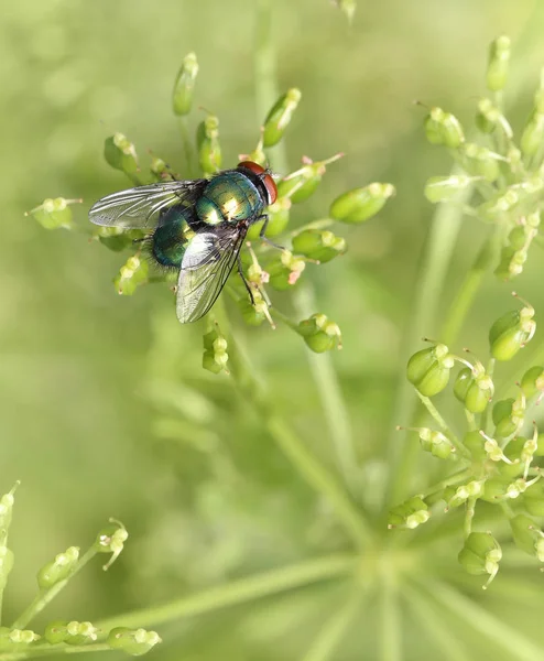 Mosca d'insetto su foglia verde. carne verde mosca lucilia caesar — Foto Stock