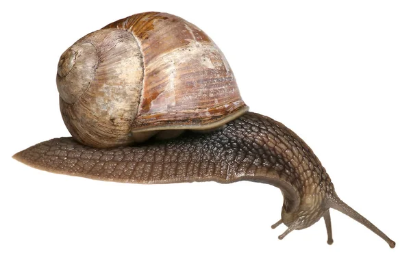 Garden snail isolated on white background. Helix pomatia snail looks down. — Stock Photo, Image