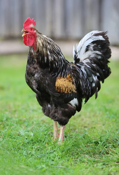 Cock. Beautiful Rooster Colorful chicken farm, shooting outdoors.. Homemade poultry. Rustic look. Stock Picture