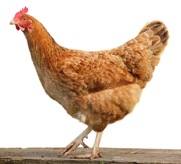 Gallina bruna isolata su sfondo bianco . — Foto Stock