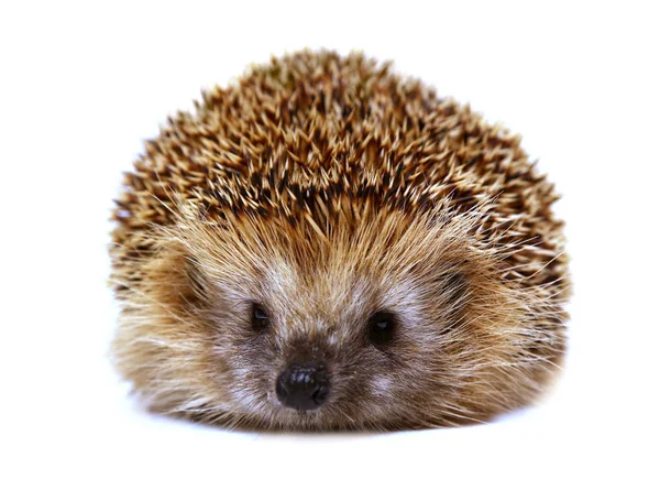 Hedgehog isolado em fundo branco. O ouriço europeu . — Fotografia de Stock
