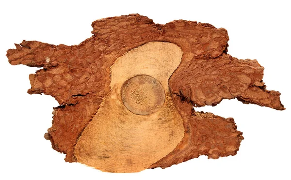 Wood log slice cutted tree trunk isolated on white, top view. — Stock Photo, Image