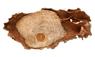 Beyaz, en iyi görünüm izole ahşap günlük dilim kesilerek ağaç gövdesi.