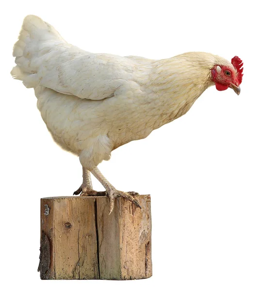 Gallina blanca aislada sobre fondo blanco . — Foto de Stock